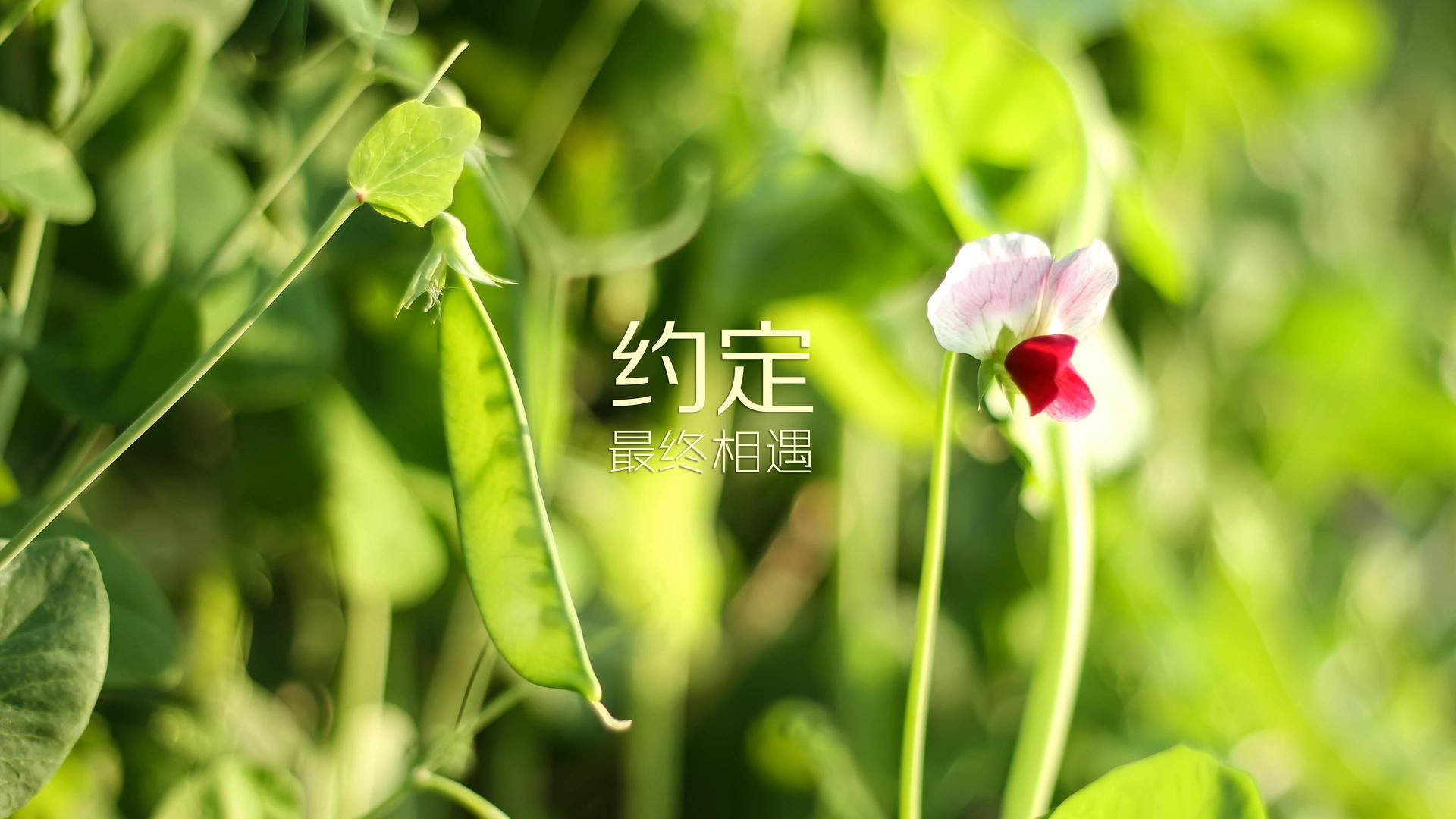 “团队的凝聚：幕后英雄的坚韧守护”，团队的背后
