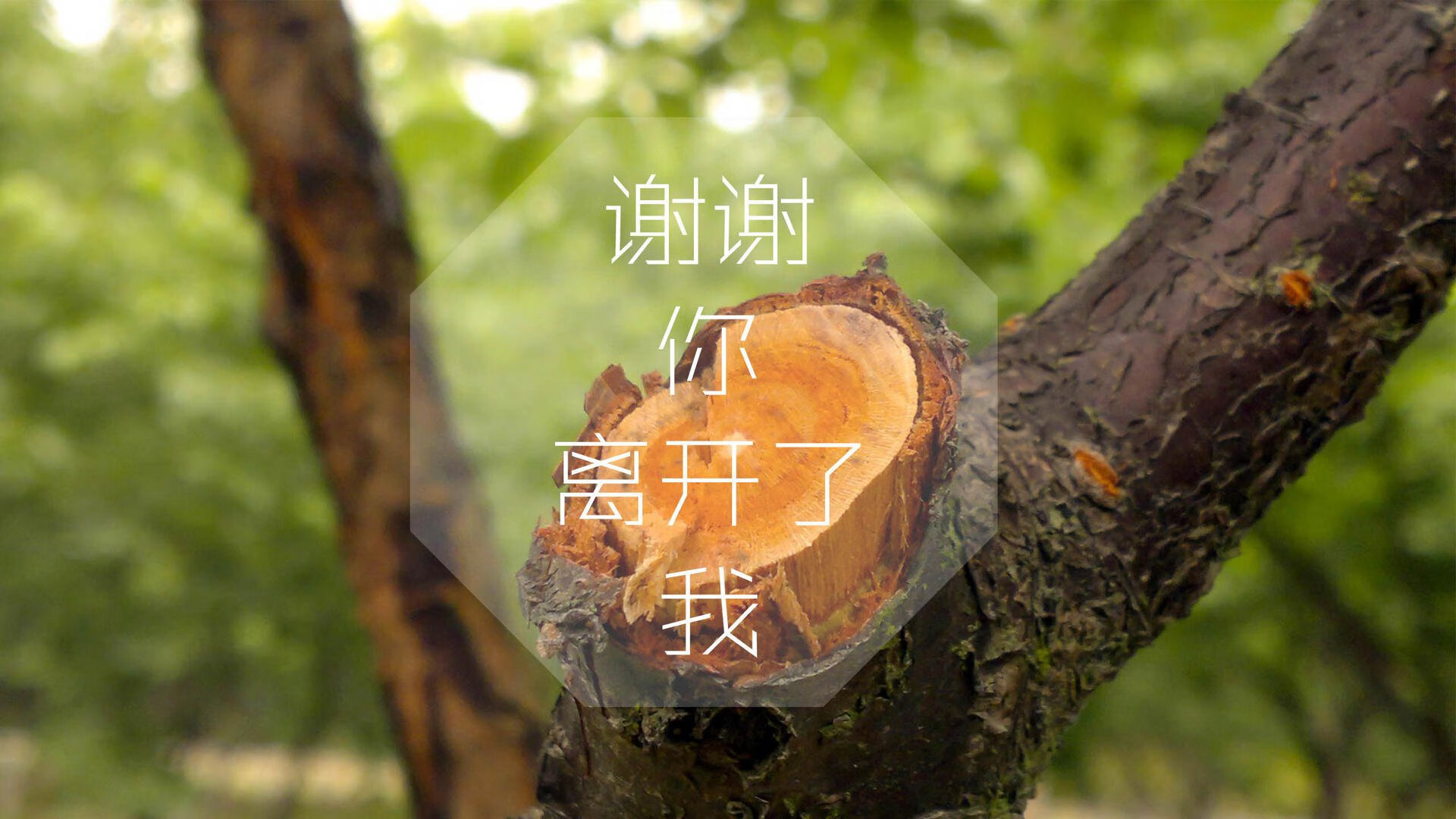 球场奇迹：历史上最难以置信的逆转战役，球场事件