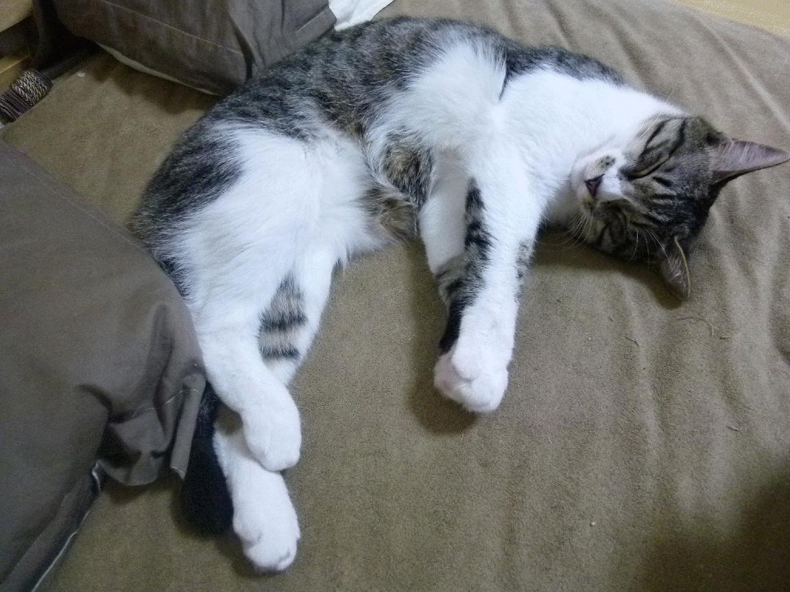 世界杯的反兴奋剂措施评估,世界反兴奋剂机构