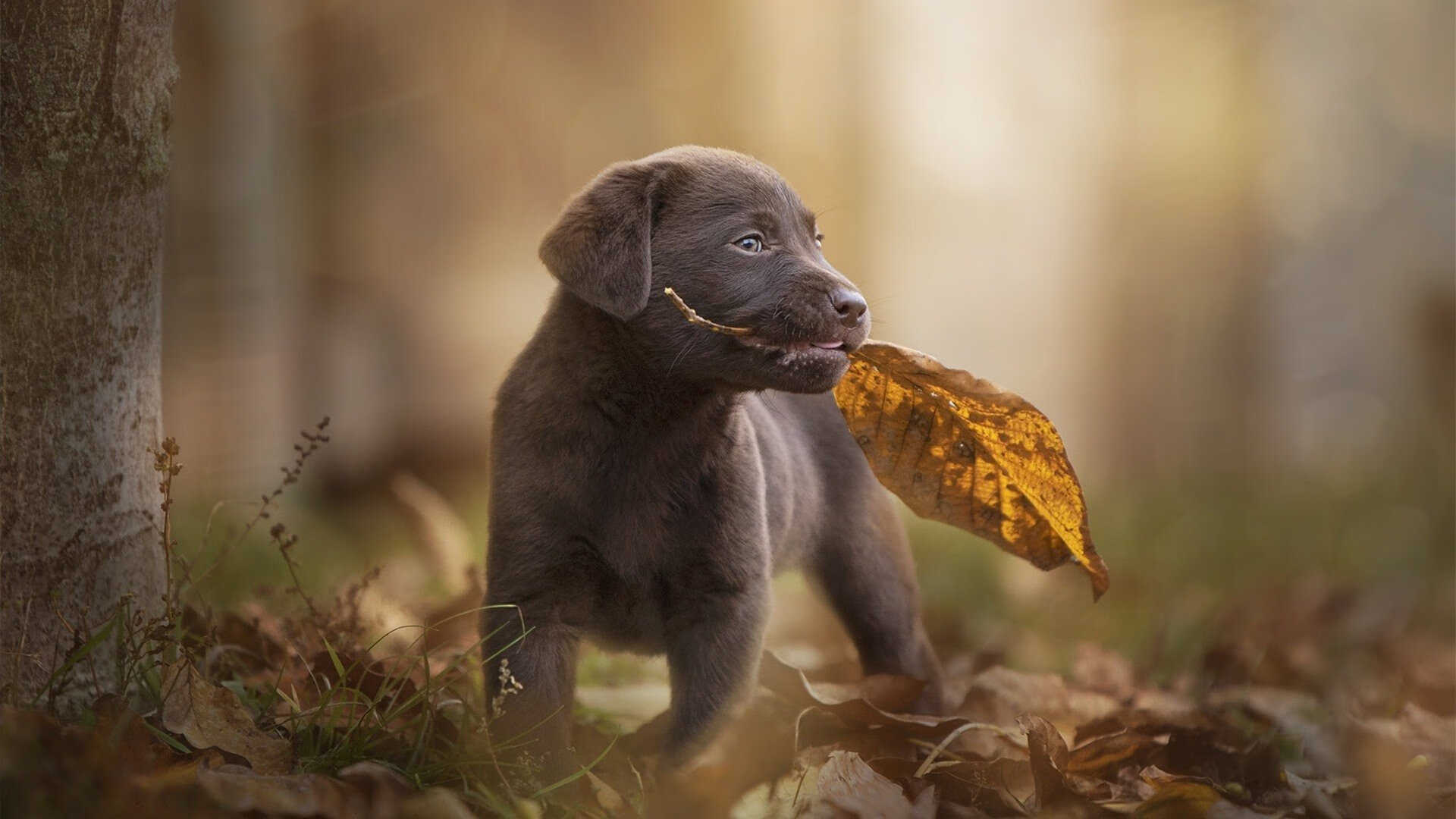 美洲杯激情夜：明星云集，精彩纷呈，美洲杯经典比赛