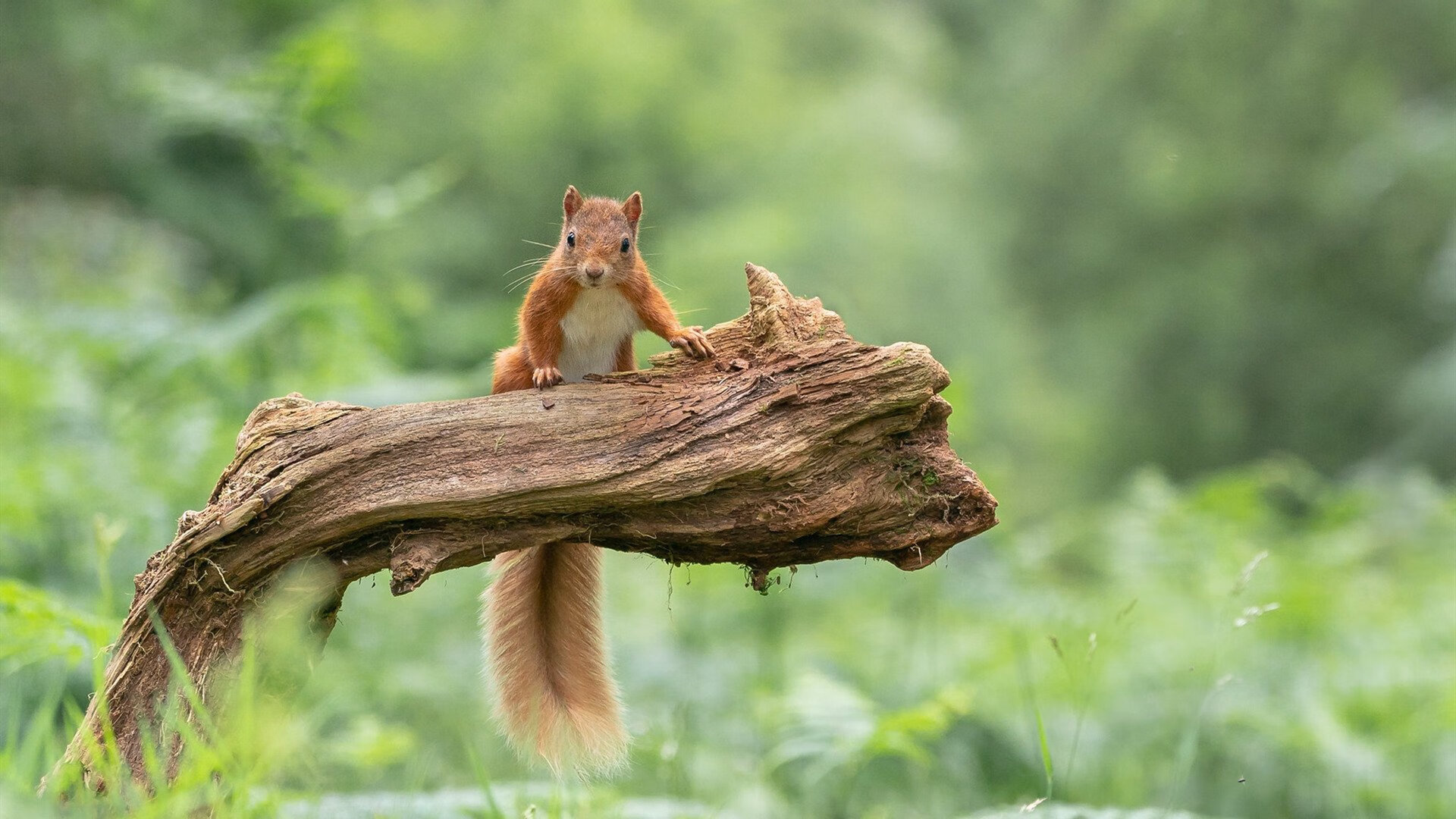 羽毛球技术分解课程上线教学平台,羽毛球分解训练法