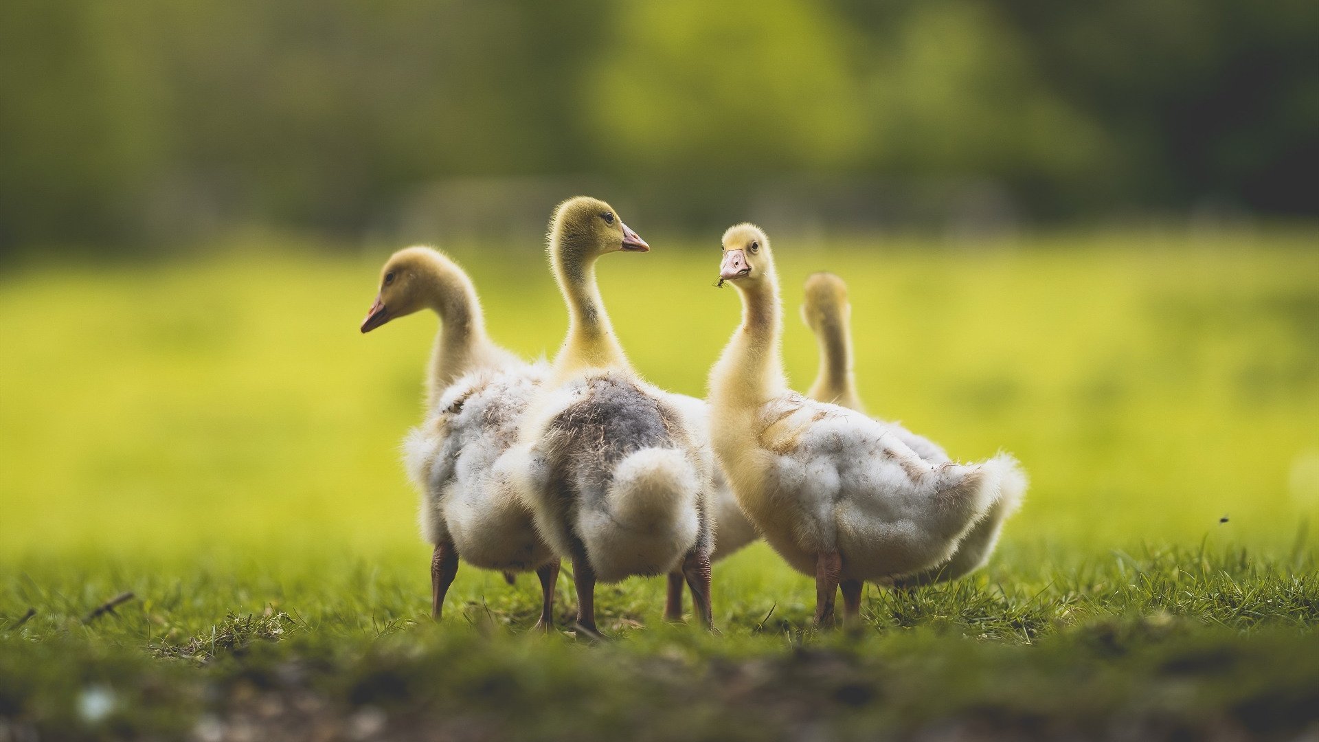 英超史诗级比赛:每次逆转都令人热血沸腾,英超战术史