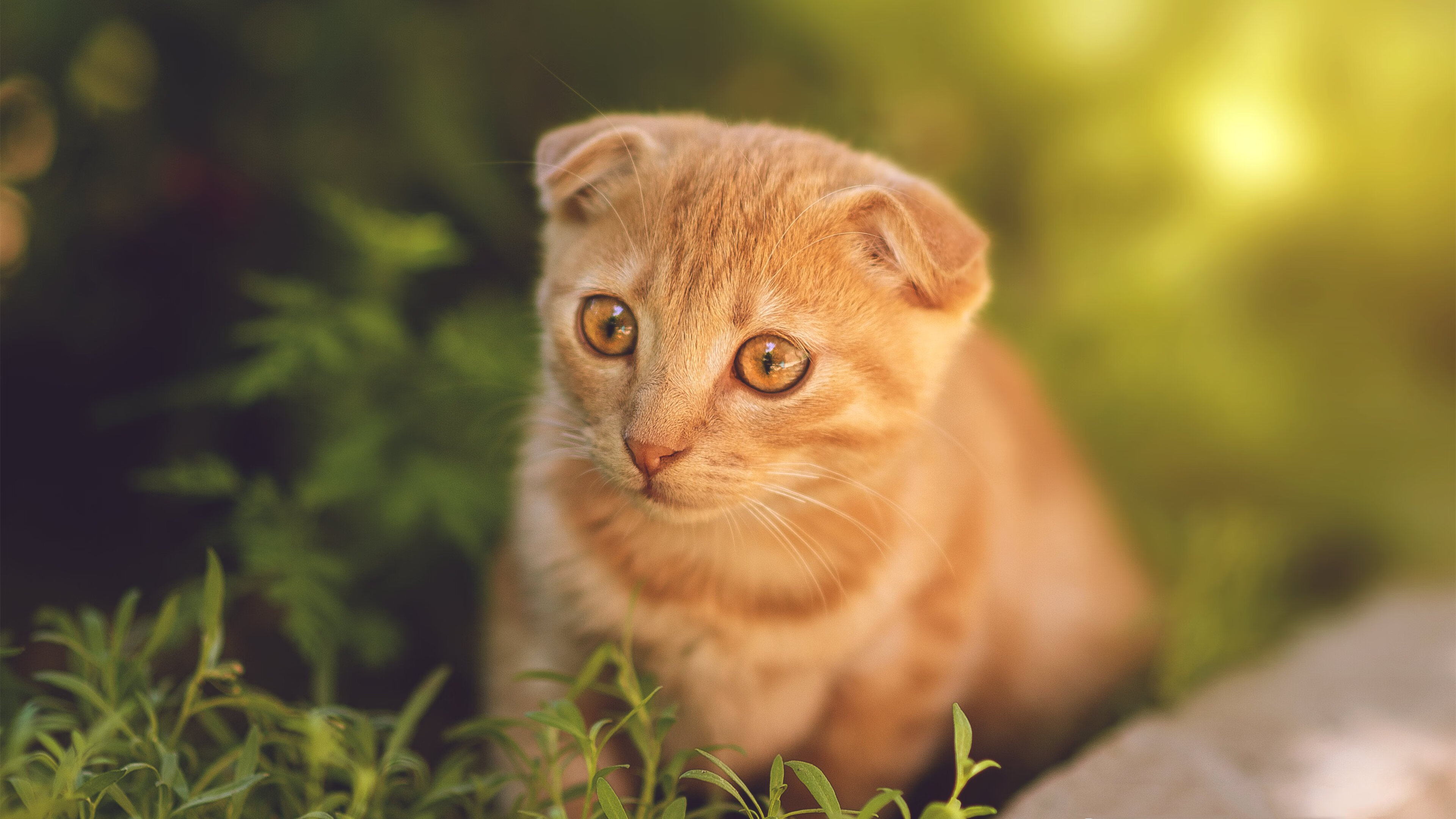 蝶泳赛场朝鲜选手爆发力强，蝶泳比赛2020